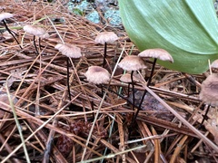 Marasmius capillaris