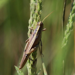 Schistocerca lineata