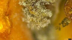 Penicillium