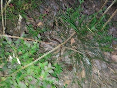 Anguis colchica
