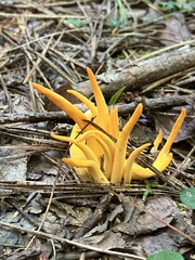 Clavulinopsis
