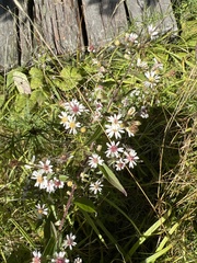Symphyotrichum lateriflorum