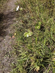 Silene latifolia alba