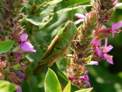 Aiolopus thalassinus