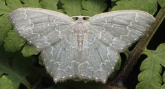 Maxates hemitheoides-lactipuncta-microdonta