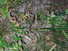 Anguis colchica