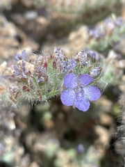 Phacelia distans