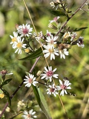 Symphyotrichum lateriflorum