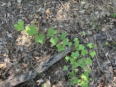 Echinopepon wrightii