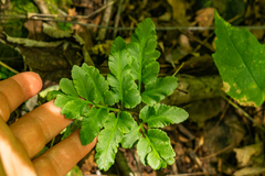 Sceptridium oneidense