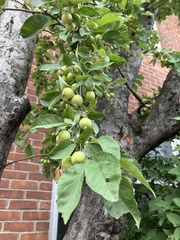Malus