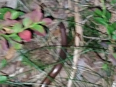 Anguis colchica