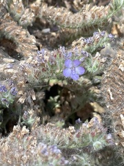 Phacelia distans