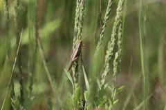 Schistocerca lineata