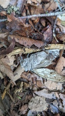 Purpureocillium takamizusanense
