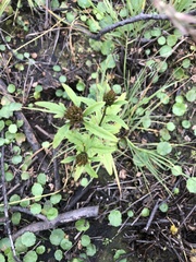 Bidens tripartita