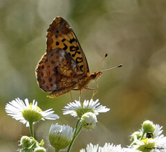 Boloria bellona