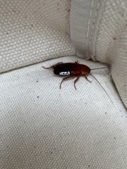 Parcoblatta pennsylvanica