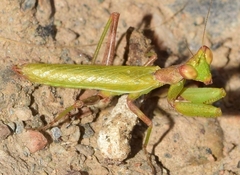 Ameles spallanzania