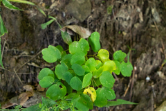Thalictrum thalictroides