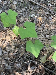 Echinopepon wrightii
