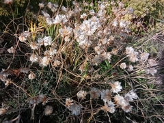 Armeria maritima