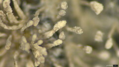 Purpureocillium takamizusanense