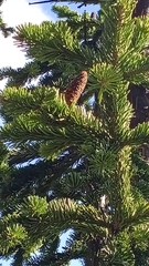 Abies sibirica