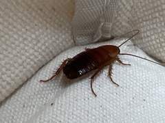 Parcoblatta pennsylvanica