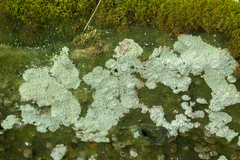 Lepraria finkii