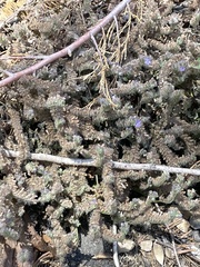 Phacelia distans