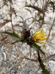Scolymus hispanicus