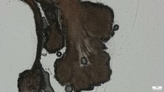 Purpureocillium takamizusanense