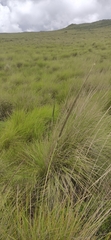 Poa cita