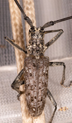Monochamus notatus