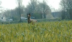 Lepus europaeus