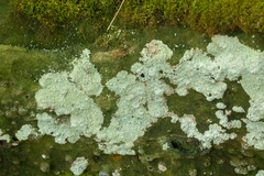 Lepraria finkii