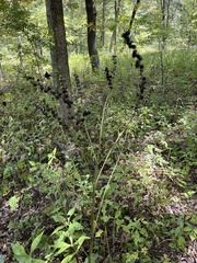 Dasistoma macrophylla