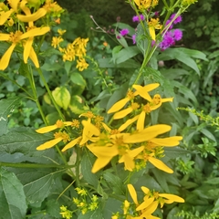 Verbesina occidentalis