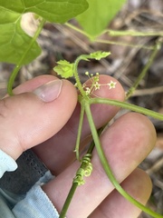 Echinopepon wrightii