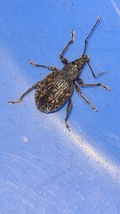 Otiorhynchus aurifer