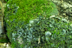 Peltigera canina