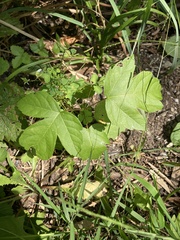 Toxicodendron pubescens