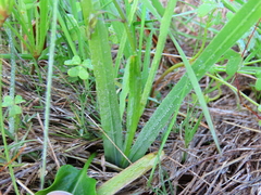 Melasphaerula graminea