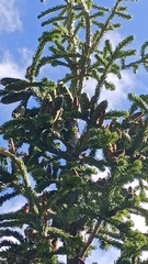 Abies sibirica