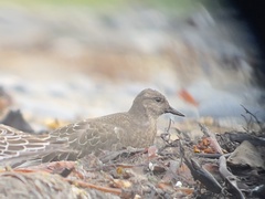 Arenaria melanocephala
