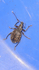 Otiorhynchus aurifer