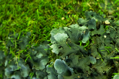 Peltigera canina