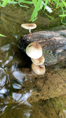 Lentinus tigrinus