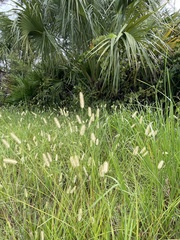 Setaria parviflora